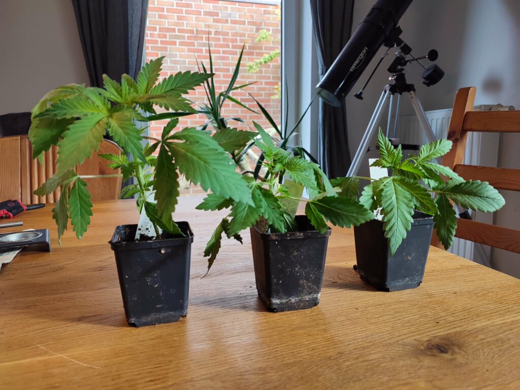 Drei Cannabis Sämlinge vom Bushdoctor nach dem Auspacken. Zweimal Sorte Black Lemon Automatic und einmal Sorte Caramellow Kush Automatic.