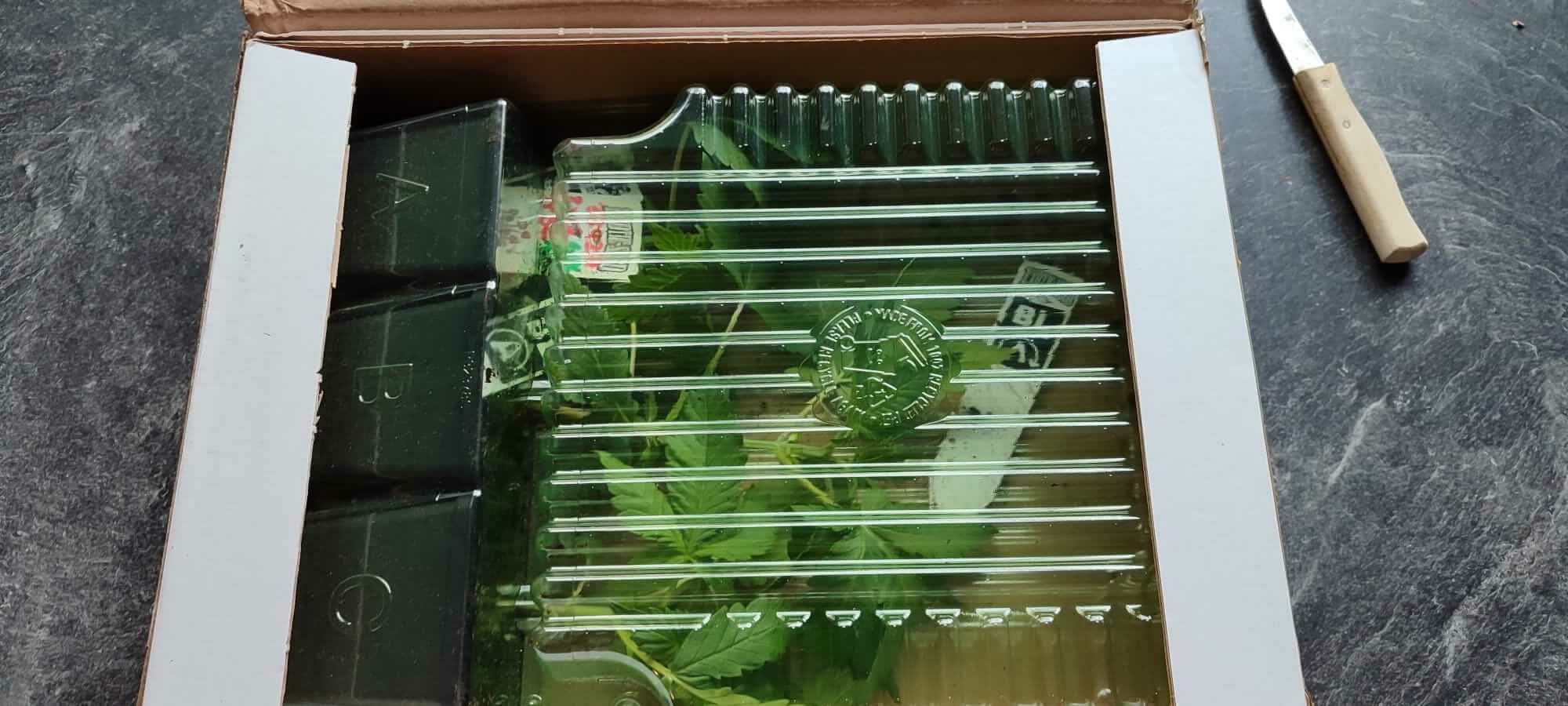 Drei Cannabis Sämlinge von Bushdoctor in ihrer Versandverpackung.