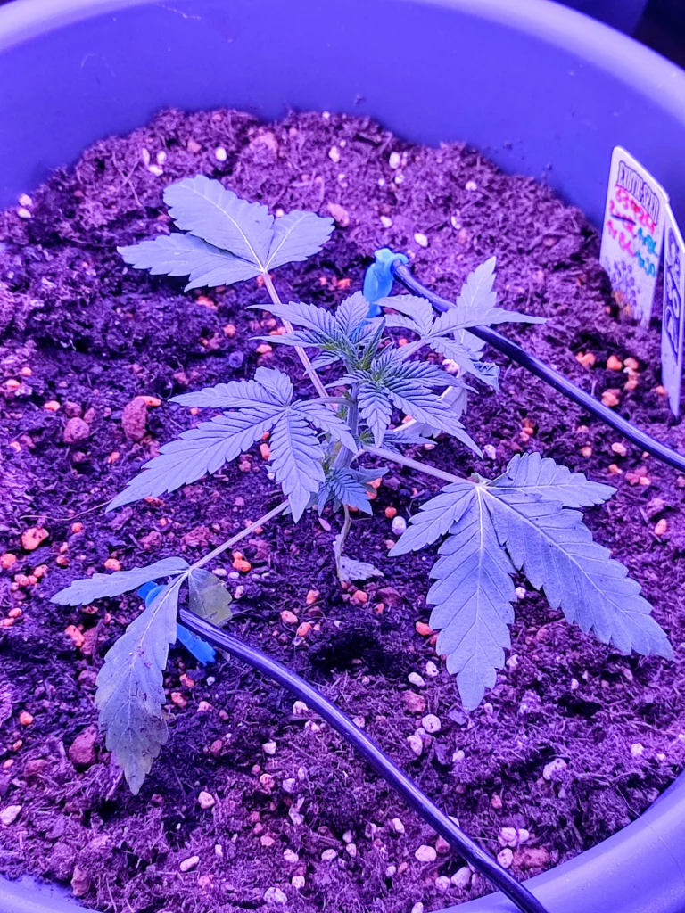 Caramellow Kush Automatic 1 an Tag 4