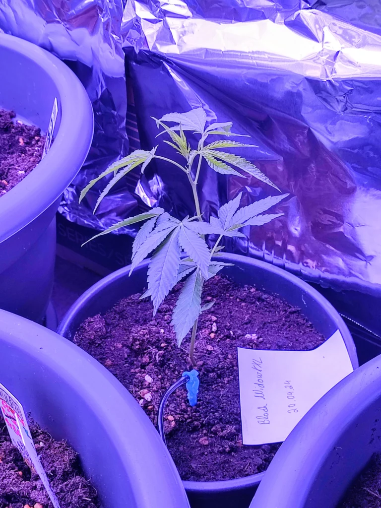 White Widow XXL 1 an Tag 2